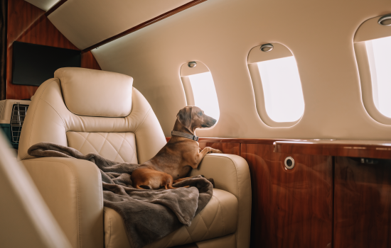 firefly i need an image for private aviation pets friendly 282542